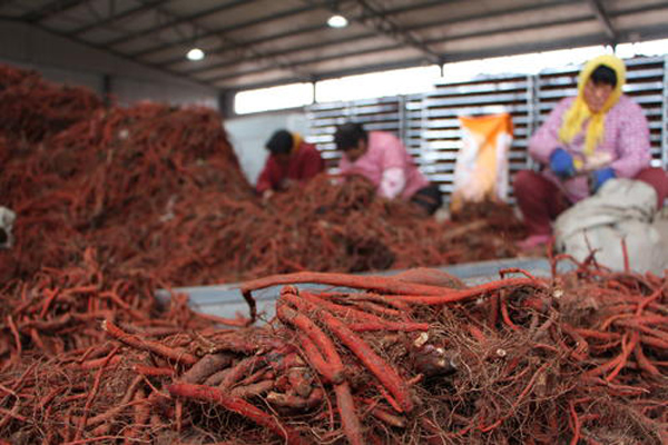 科技賦能下的丹參行情，生活因丹參而多彩