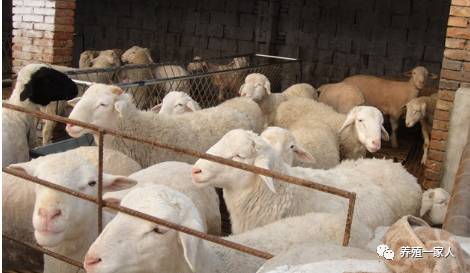 內(nèi)蒙古活羊價格指南，如何了解與評估羊只價值