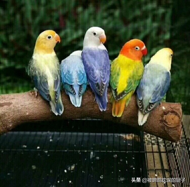 牡丹鸚鵡最新報價，市場走勢分析與選購指南