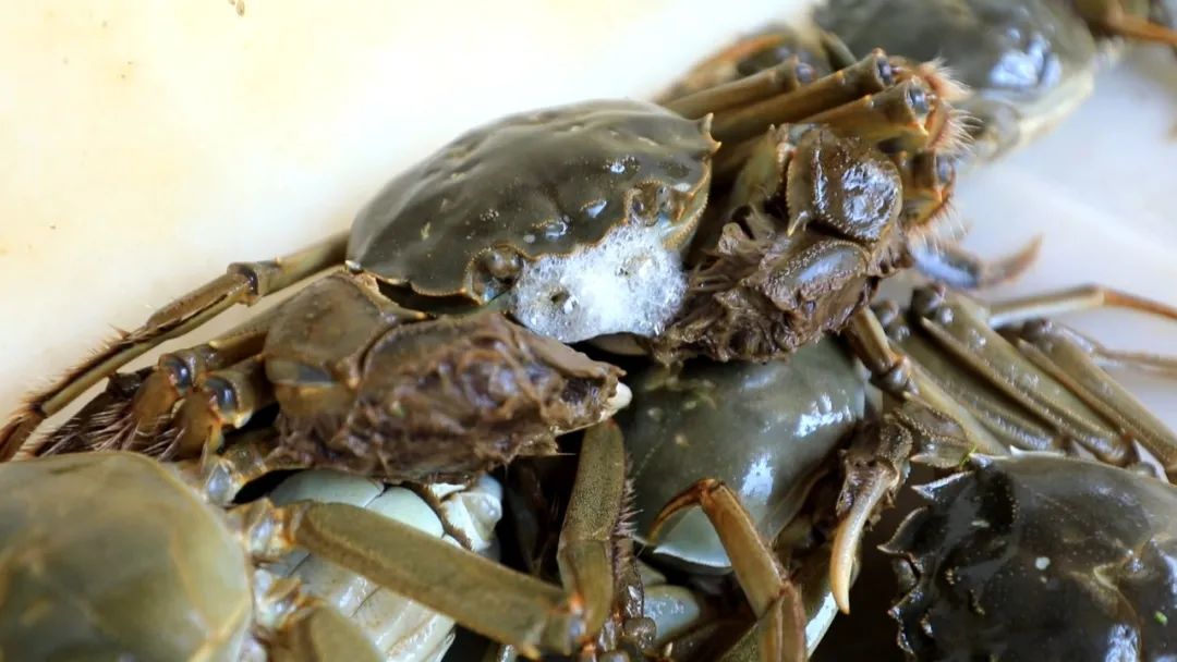 最新蟹類養(yǎng)殖技術(shù),最新蟹類養(yǎng)殖技術(shù)——科技重塑水生世界，開啟蟹類養(yǎng)殖新紀(jì)元