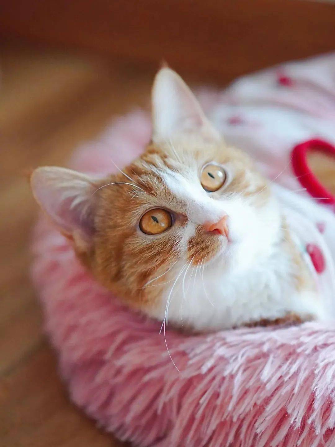 貓咪資訊速遞，探索貓咪的自信成長與優(yōu)雅步伐