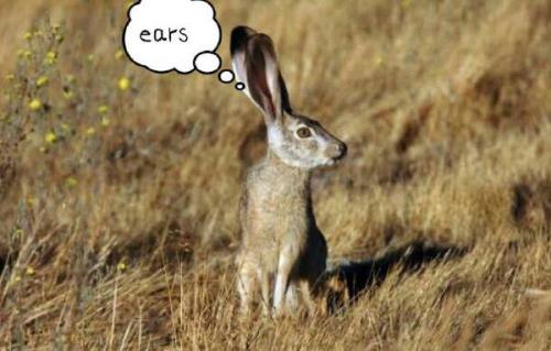 最新夜間捕獵兔子視頻，揭秘夜間捕兔三大要點(diǎn)深度解析