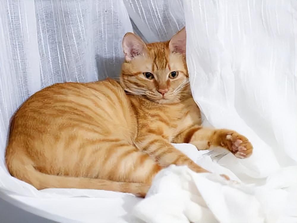 貓品種與價(jià)格，一場(chǎng)自然美景的探尋之旅