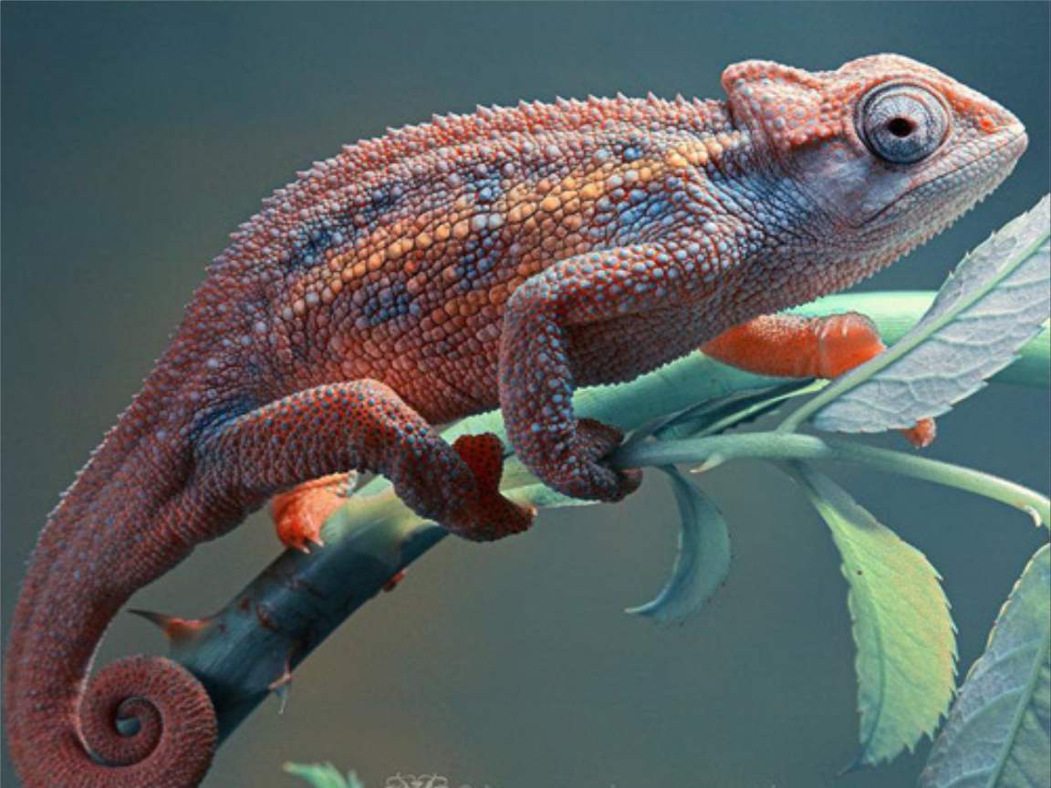 全新版變色龍，小巷中的神秘瑰寶