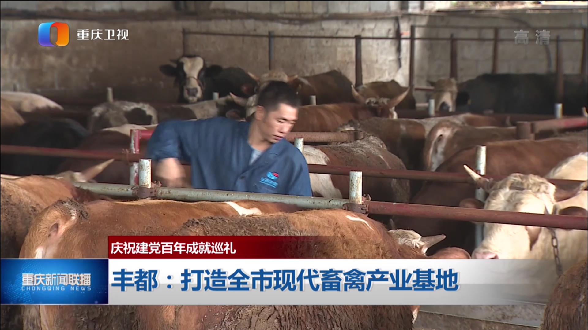 豐都新聞聯(lián)播揭秘城市角落的溫馨日常最新動態(tài)