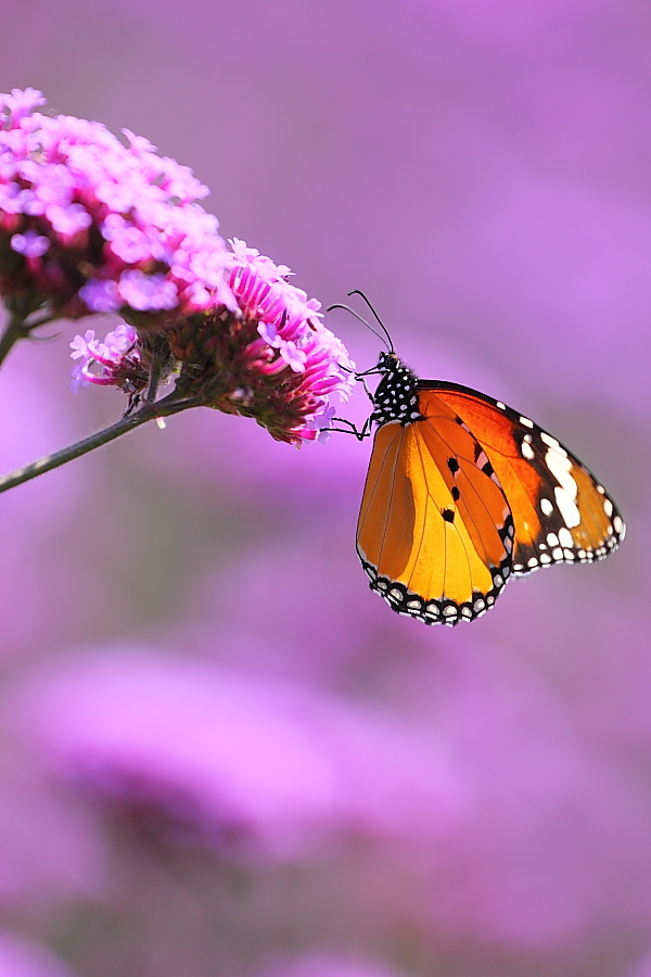 紫蝶舞動新篇章，任務(wù)完成與技能學(xué)習(xí)指南