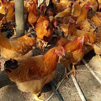 閹雞最新行情，巷弄深處的風味秘境探索