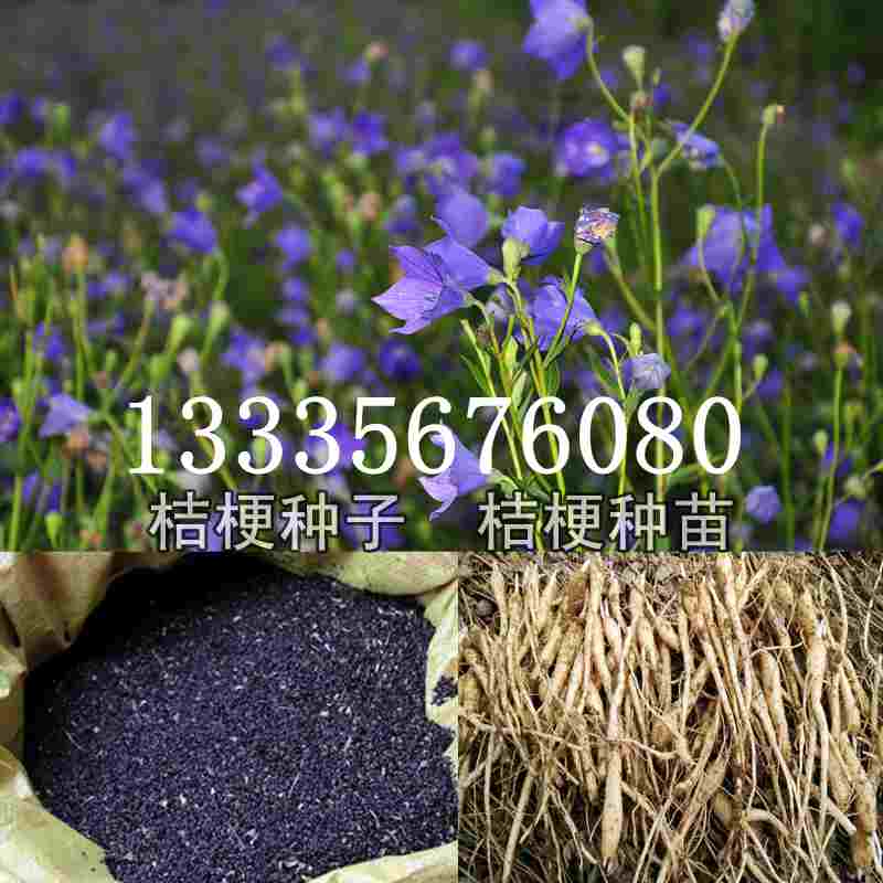 桔梗種子價(jià)格揭秘，成長旅程與自信綻放之路