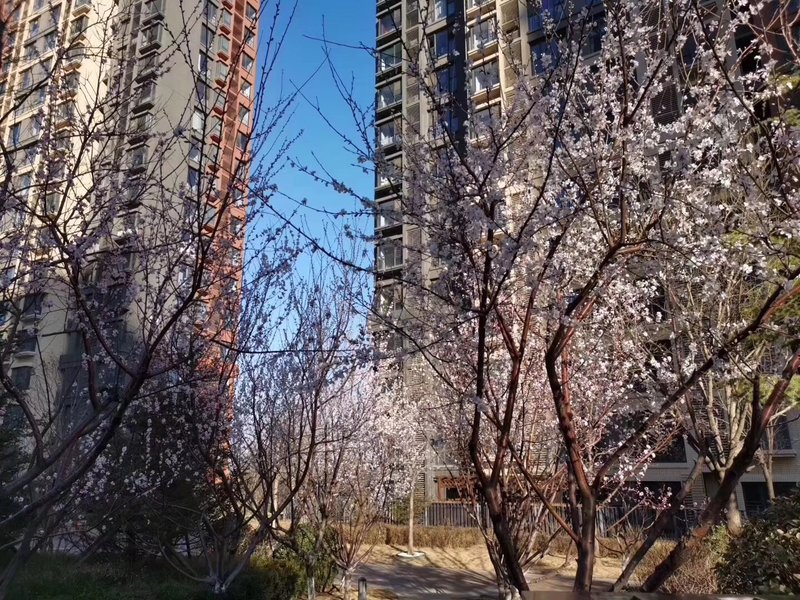 燕郊房價動態(tài)更新，科技引領(lǐng)房產(chǎn)新紀(jì)元，最新資訊速遞