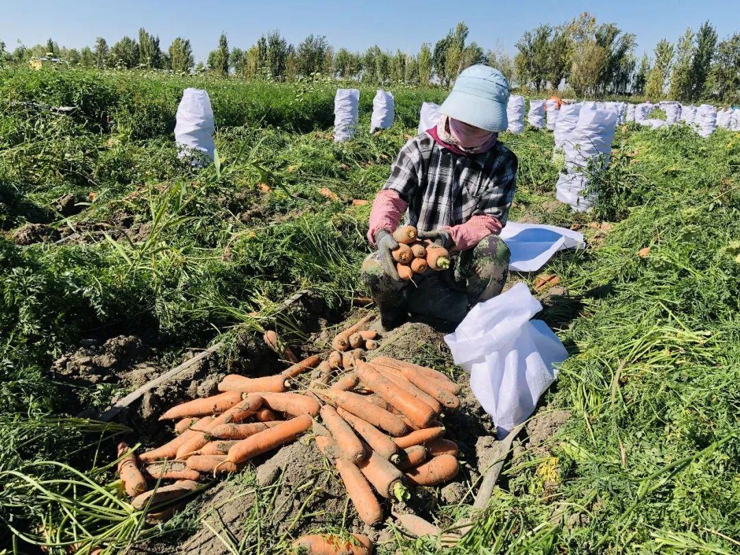 胡蘿卜最新市場價格概覽，最新市場價格指南