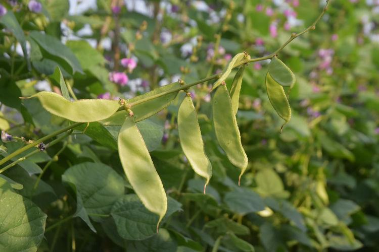 豆子行情，綠色之旅中的內(nèi)心平靜探尋