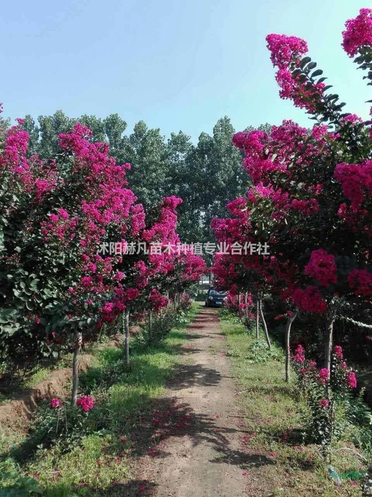 速生紫薇最新報價，開啟自然美景的旅行邀請