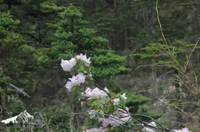 雨崩最新美景圖，探索與欣賞的詳細(xì)步驟指南，美不勝收！