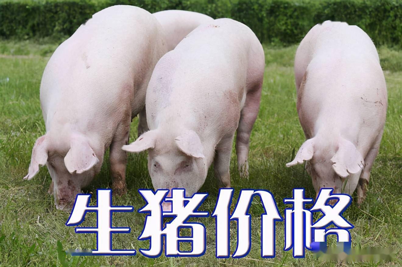 濰坊今日生豬價格探索，一場綠色之旅尋找內(nèi)心平靜