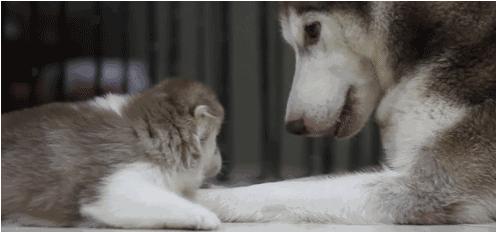 電視劇母子連心，心靈與自然的溫暖之旅