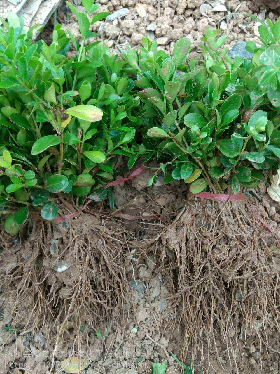 黃楊小苗價(jià)格探尋之旅，自然美景的邂逅與發(fā)現(xiàn)