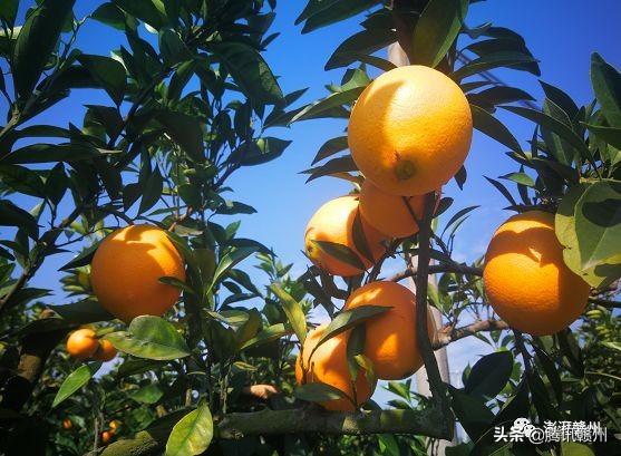 贛州上市公司，閃耀未來，共創(chuàng)繁榮時代！