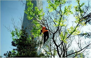 馬樹最新資訊，完成任務(wù)與學(xué)習(xí)新技能的詳細(xì)步驟指南