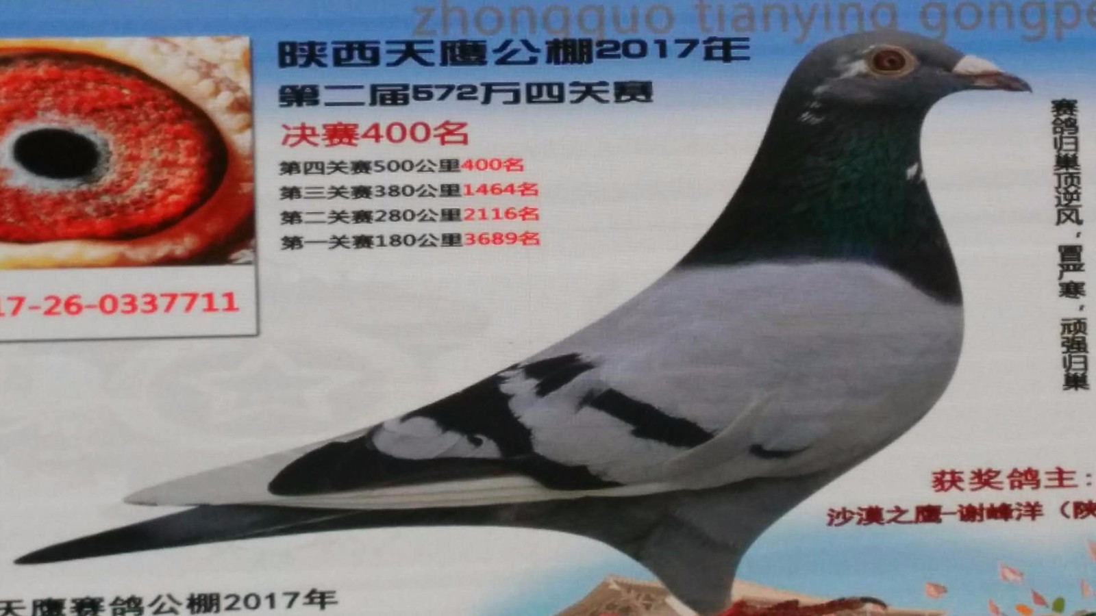 天鷹公棚歷程回顧，最新消息鑄就輝煌篇章