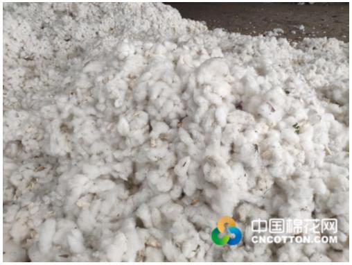 山東籽棉價格最新動態(tài)更新