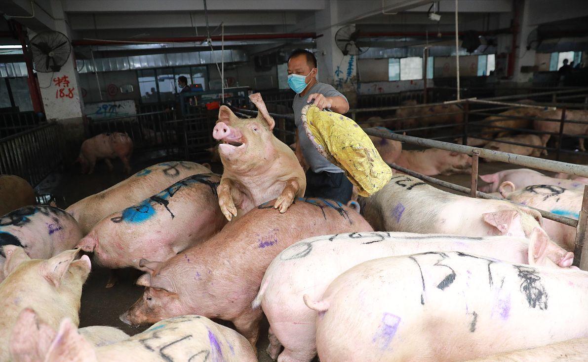 科技引領(lǐng)未來，最新小麥價格行情實時查詢動態(tài)掌握