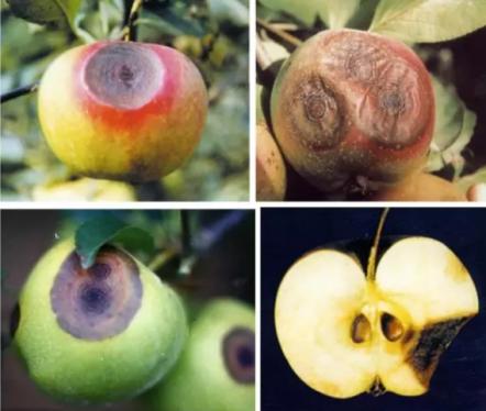 最新炭疽病治療藥物，變化、學(xué)習(xí)與信心的力量探索