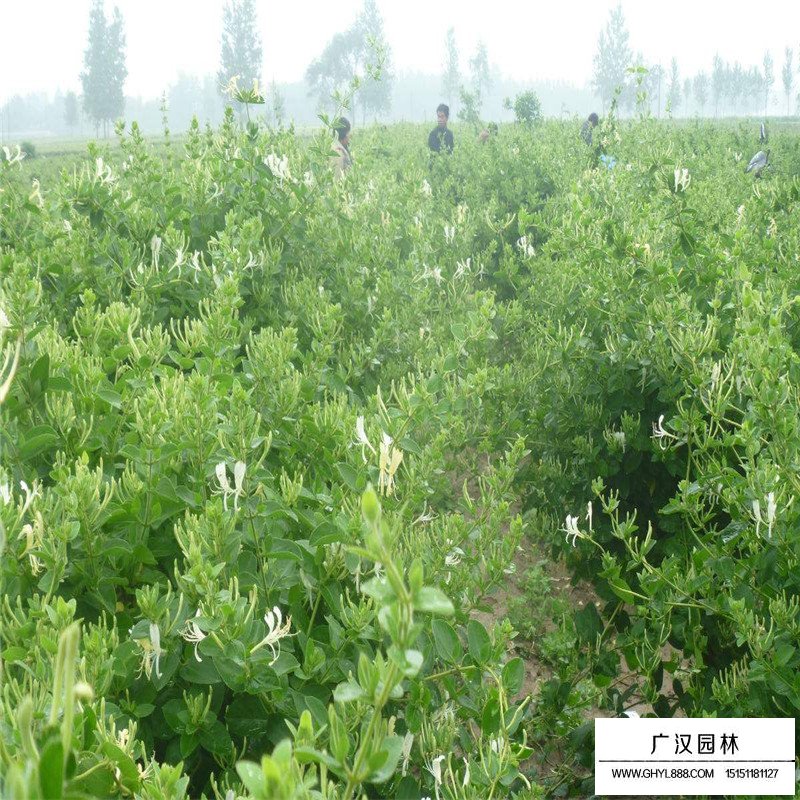 金銀花最新行情與機遇，價格變動中的自信與成就感之源