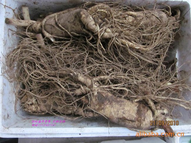 人參最新價(jià)格及市場(chǎng)走勢(shì)、品質(zhì)鑒別全解析