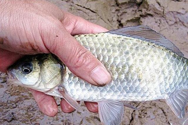 高科技智能魚(yú)探設(shè)備引領(lǐng)海洋探索新時(shí)代，最新魚(yú)訊速遞