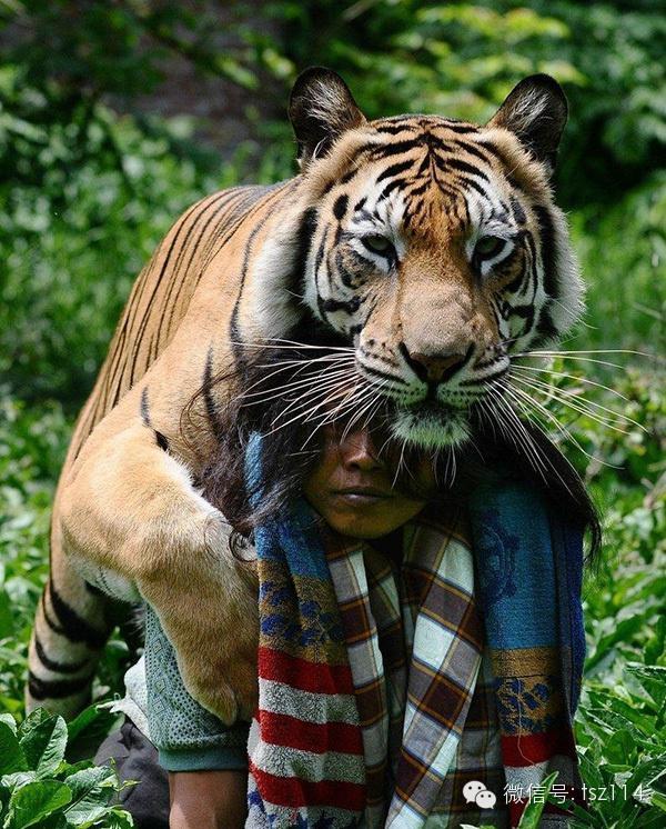 最新人與獸技能學(xué)習(xí)與實(shí)踐步驟指南，從理論到實(shí)操的全面指南