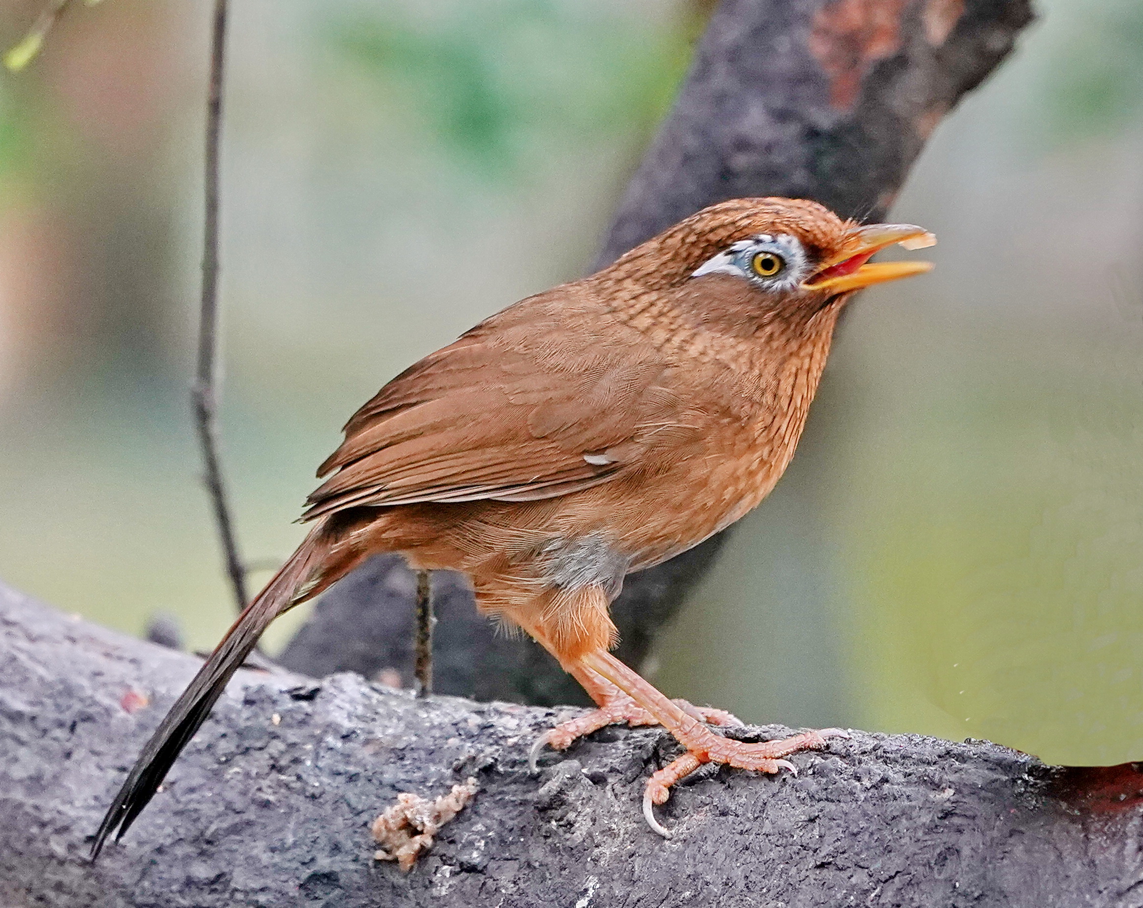 最新畫眉鳥，與自然美景的遨游，探尋內(nèi)心平和的旅程