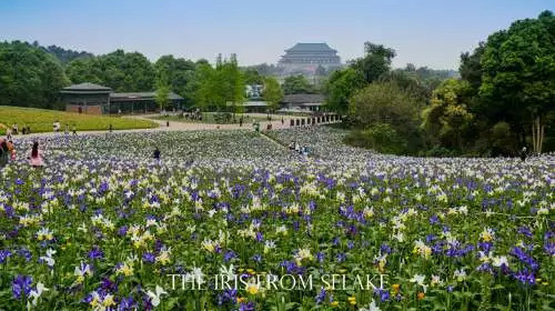 石象湖門票最新信息，賞花門票火熱搶購中！