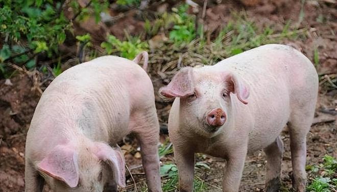 時代背景下的市場洞察，母豬價格最新行情分析