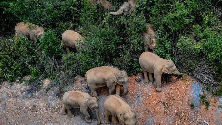 象群最新現(xiàn)身地，力量與自信之歌的演繹