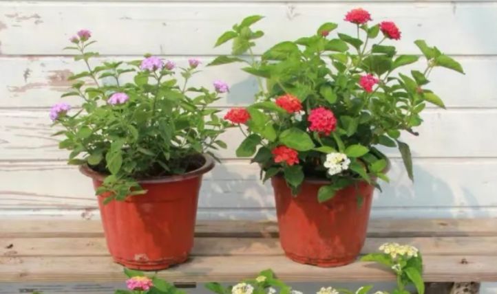 最新跳蛋閱讀視頻，溫馨的讀書時(shí)光探索之旅