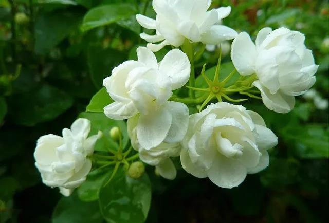 花香滿園最新章節(jié)獲取攻略，輕松閱讀新書(shū)章節(jié)的步驟