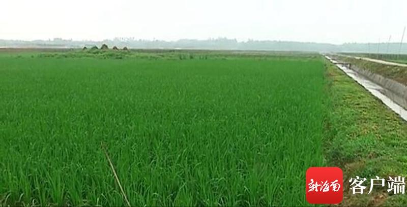 澄邁最新動態(tài)，自然美景探索之旅，尋覓內(nèi)心平和與寧靜的旅程