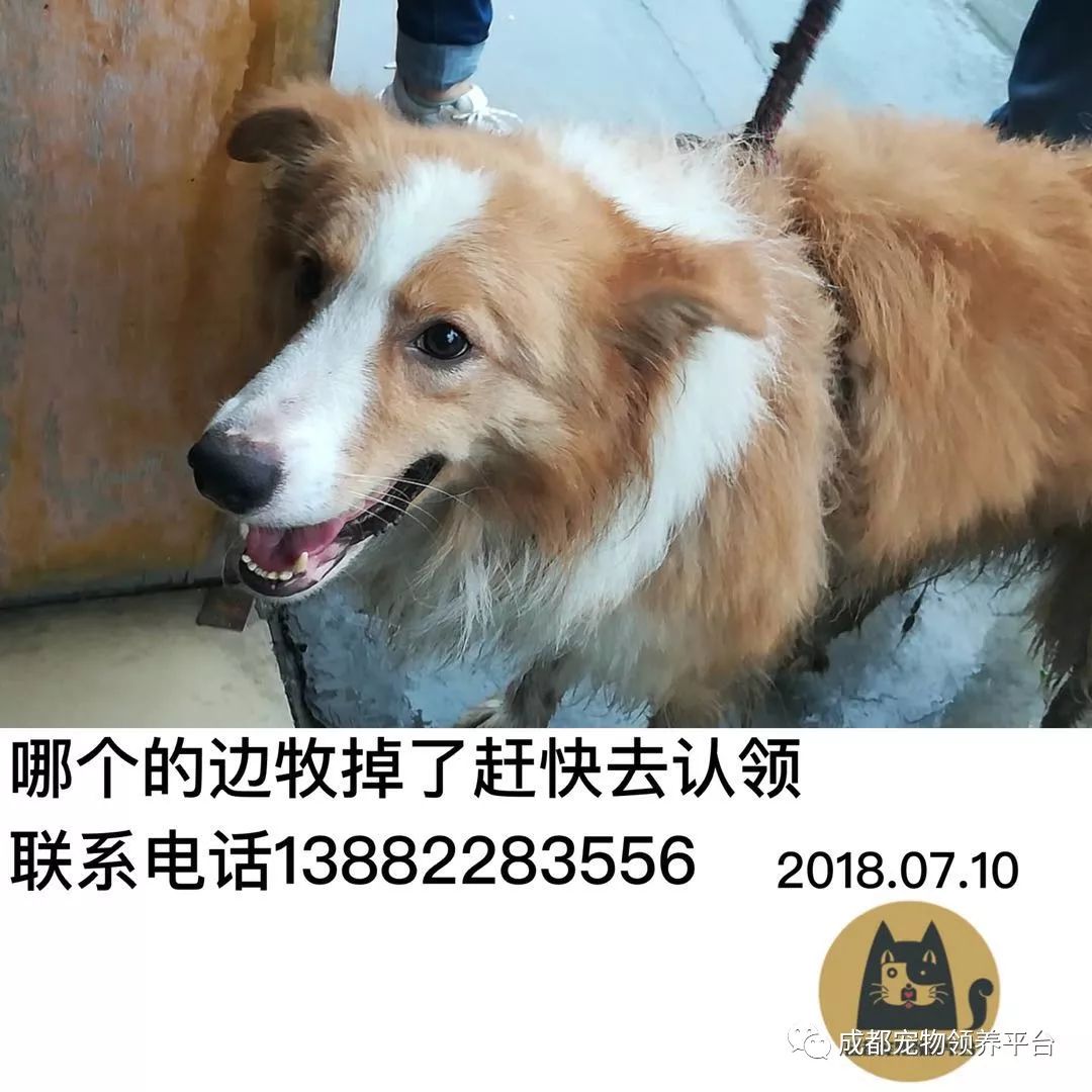 成都最新尋狗記，巷弄深處特色小店中的尋寵之旅