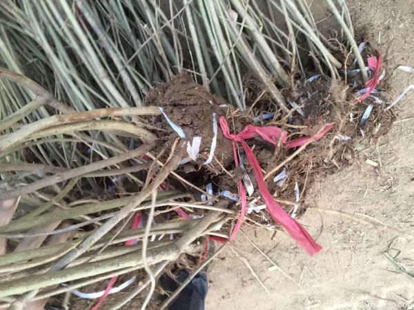 連翅最新價(jià)格深度解析，歷史背景、重要事件與地位探討