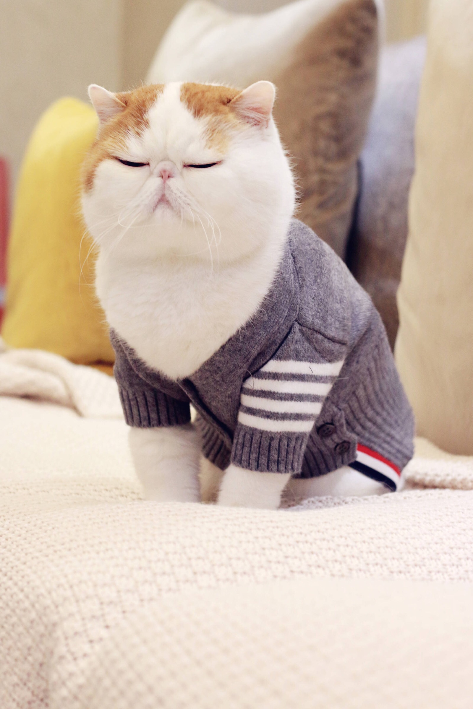 小胖Snoopy最新萌照，瞬間融化人心！