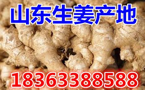 鮮姜最新價(jià)格揭秘，自然美景背后的旅行探索之旅