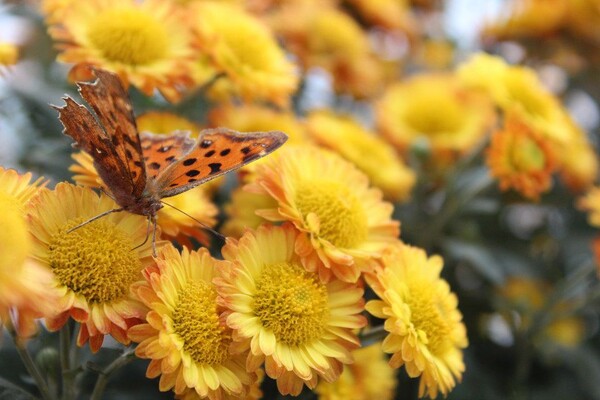 番茄最新作品，用學(xué)習(xí)之鑰，開啟自信與成就的大門