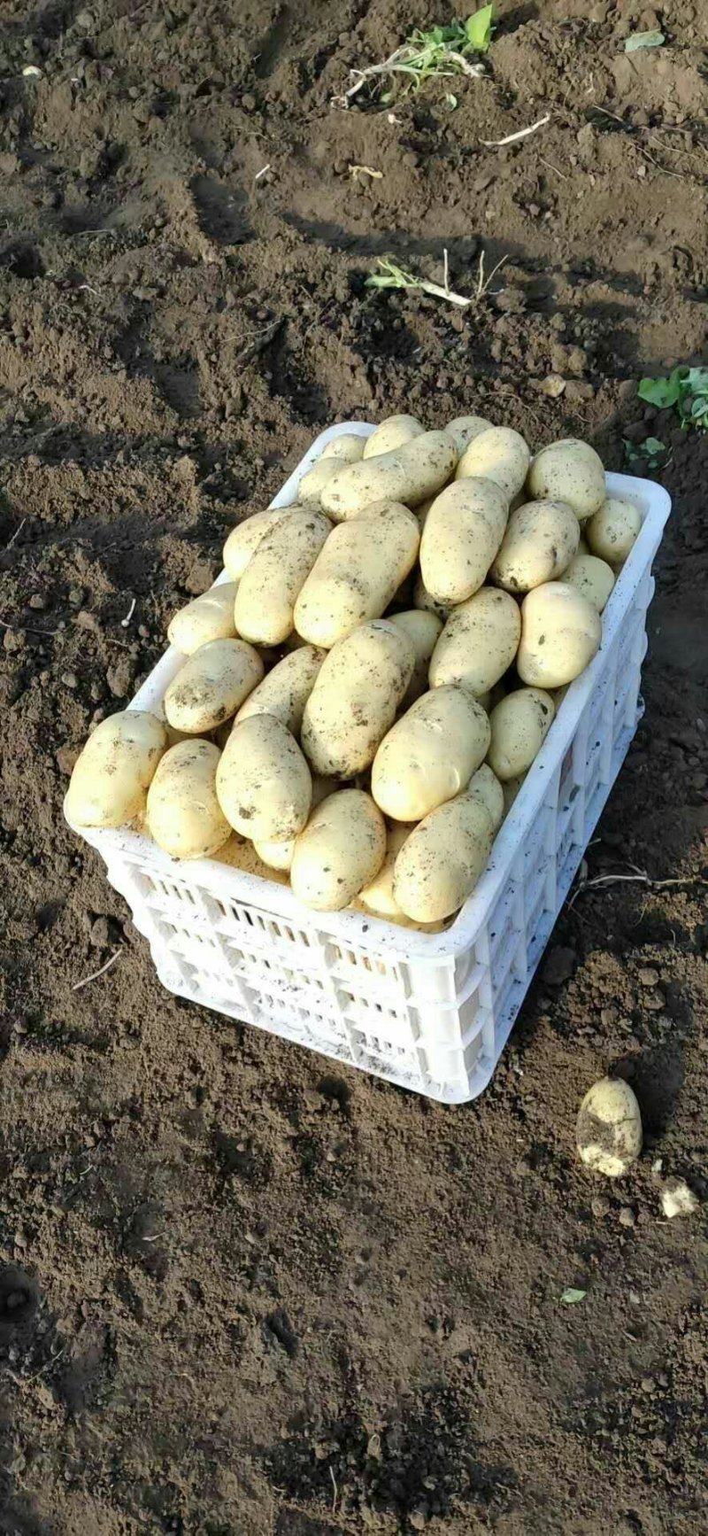 萊西土豆最新價格動態(tài)，變化中的價值與學(xué)習(xí)中的力量