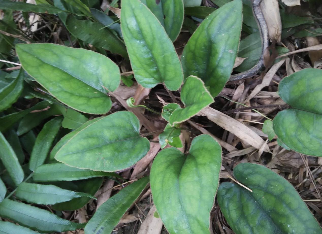 今日黃連最新價格及小巷隱秘寶藏，探尋特色小店的奇妙之旅