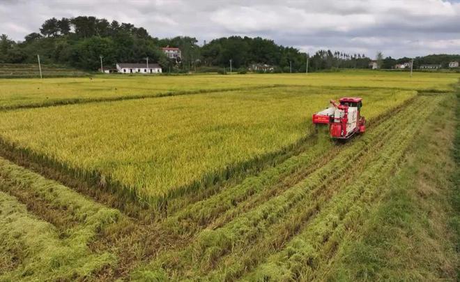 最新直播稻技術揭秘，小巷深處的稻田直播秘境探索