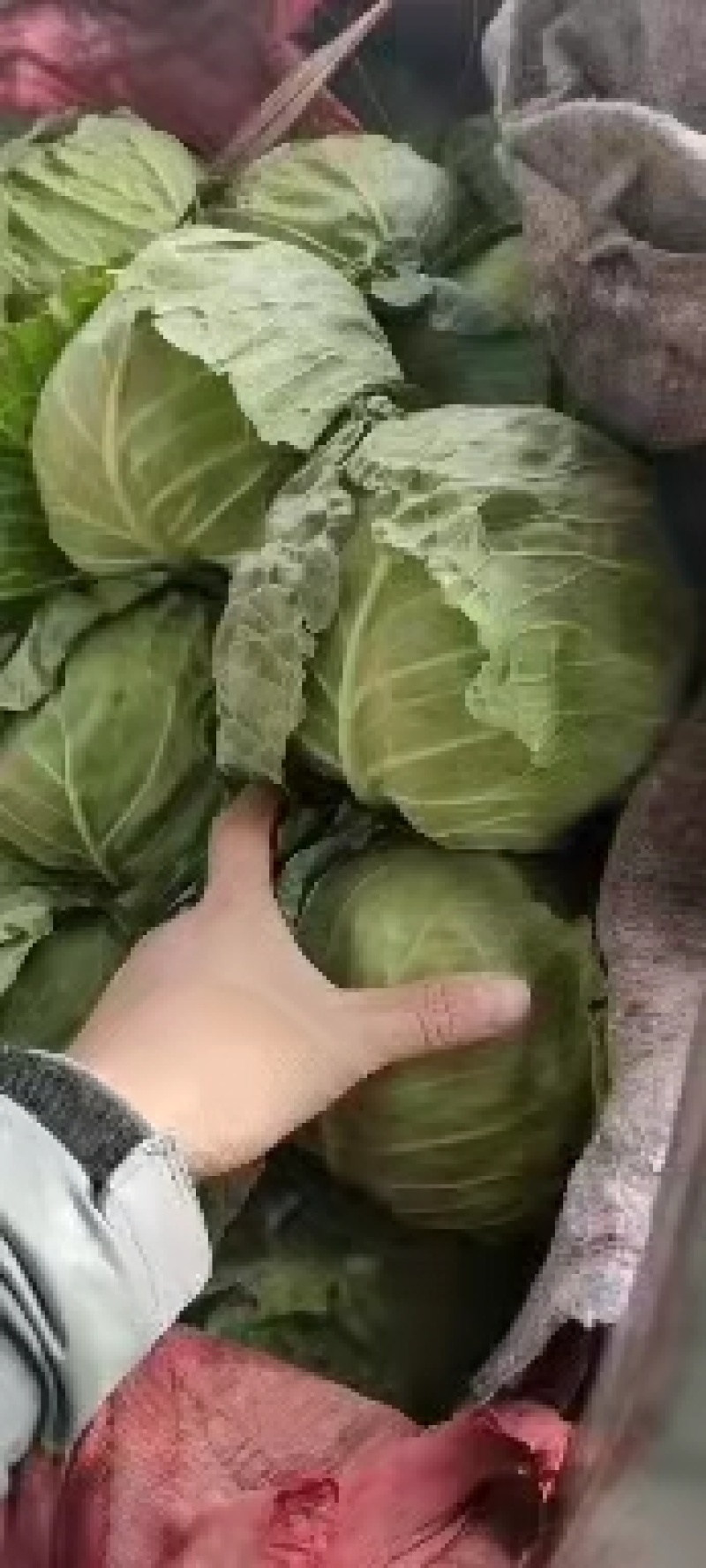 永年甘藍最新價格及市場走勢、種植要點與購買指南全解析