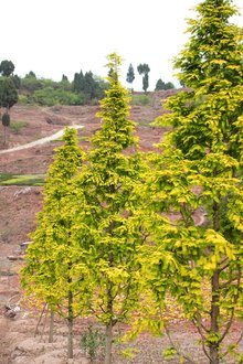 最新彩葉樹(shù)種種植與養(yǎng)護(hù)指南，從選種到養(yǎng)護(hù)一步到位！