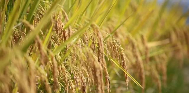 蒼南最新動(dòng)態(tài)，變化中的力量，學(xué)習(xí)鑄就自信與成就