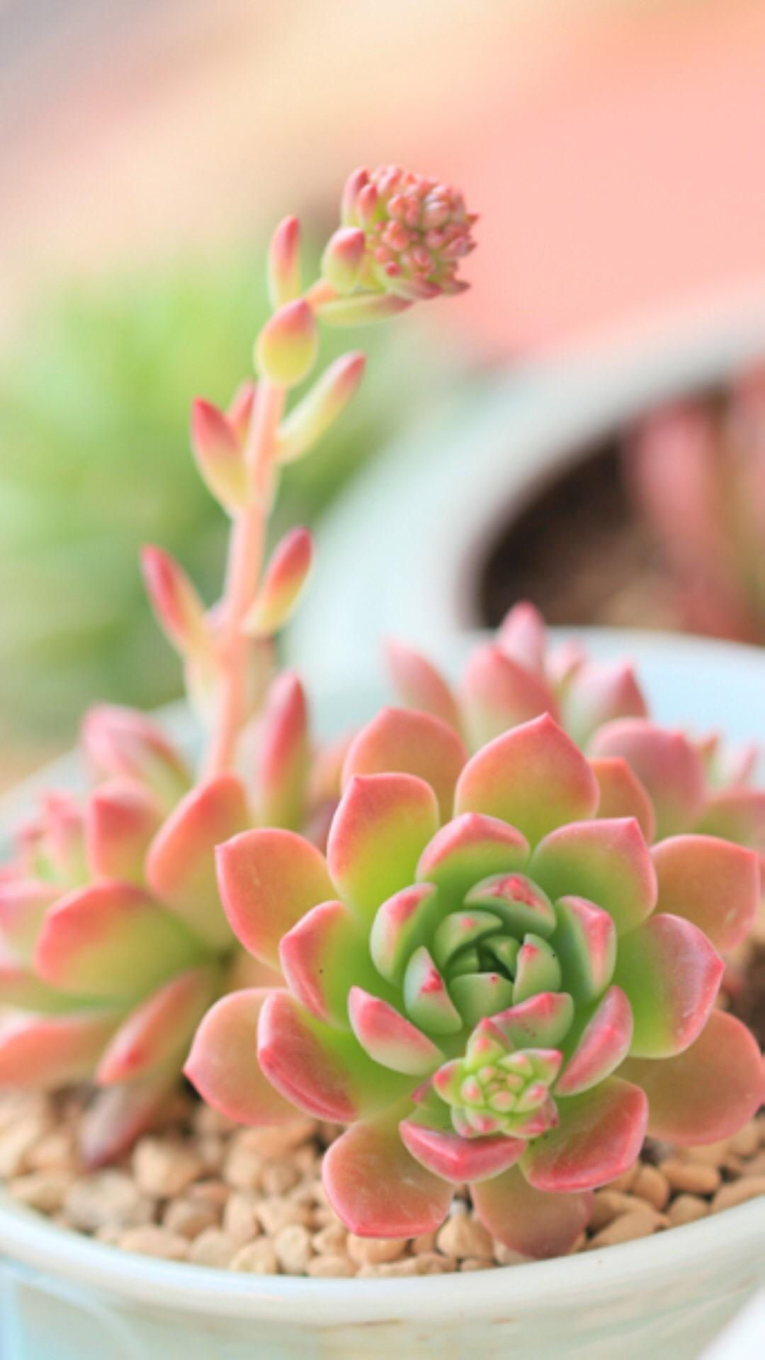 最新多肉植物，獨(dú)特的植物美學(xué)觀點(diǎn)探討