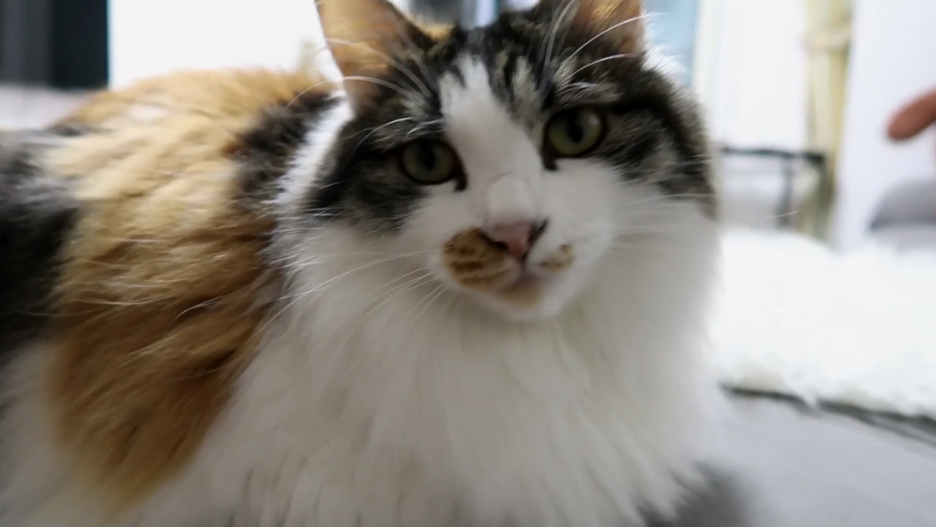 Maomi最新域名網(wǎng)站，時(shí)尚潮流的前沿引領(lǐng)者